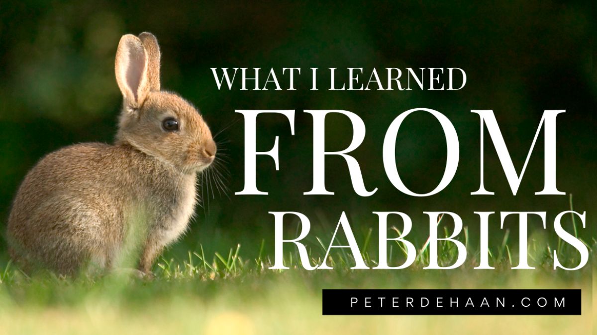 What I Learned From Rabbits (Personal Posts)